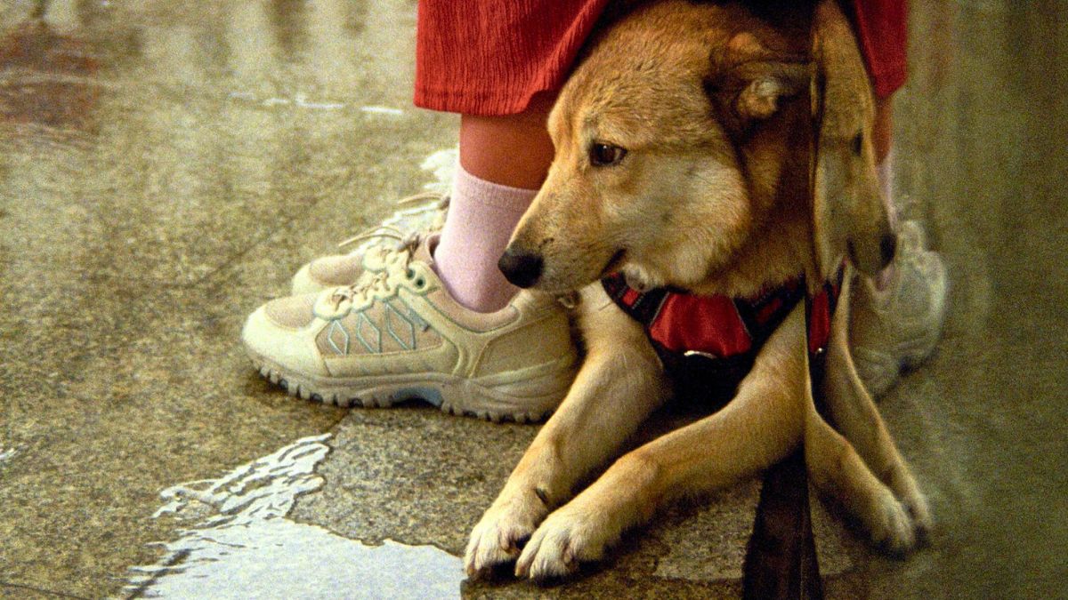 Con la llegada del invierno: ¿Cómo prevenir que las mascotas contraigan enfermedades?