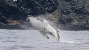 Muerte de ballenas en Chile: ¿Dónde están los responsables?