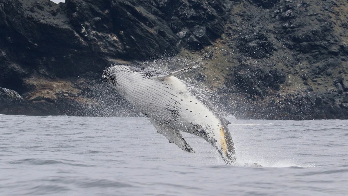 Muerte de ballenas en Chile: ¿Dónde están los responsables?