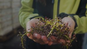 Convocatoria ReWine cierra con 147 postulaciones para transformar los residuos del vino en innovación sostenible