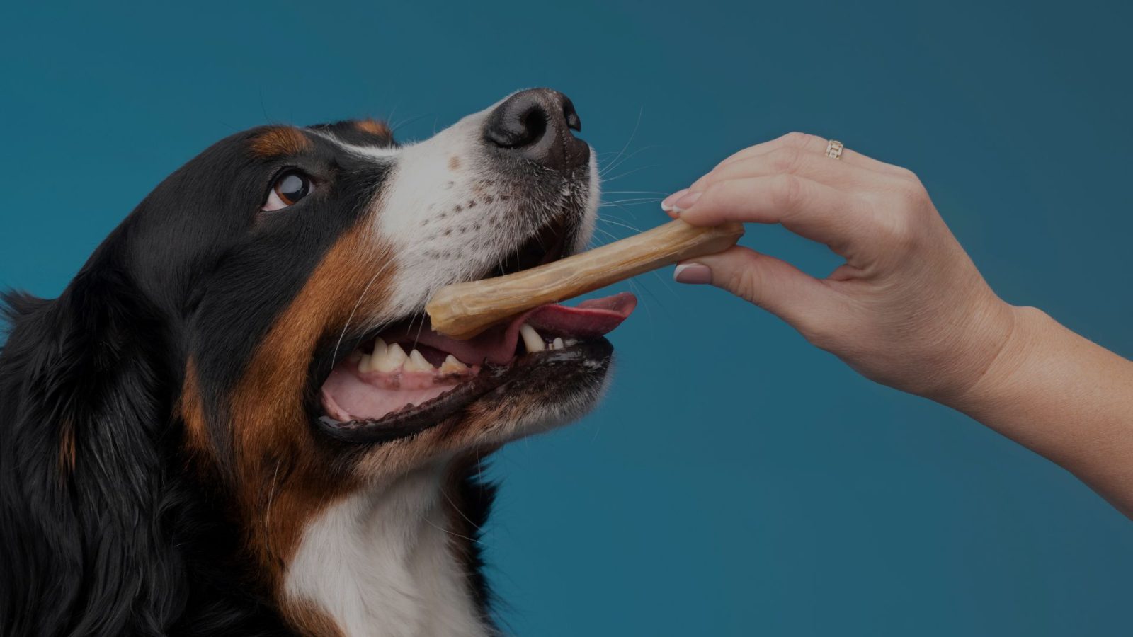 Más que un gustito, el rol clave de los snacks en la salud de perros y gatos