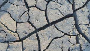 Greenpeace celebra: CIDH reconoce el derecho humano a un ambiente y clima sano
