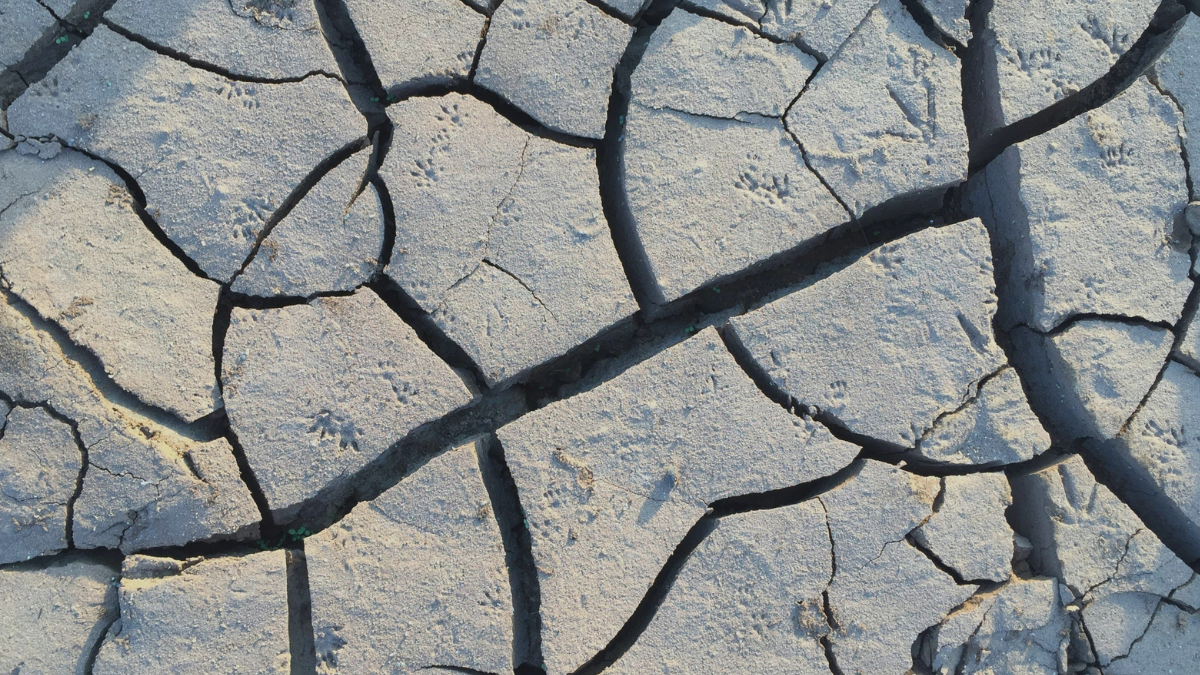 Greenpeace celebra: CIDH reconoce el derecho humano a un ambiente y clima sano