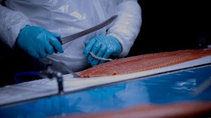 La nueva mafia del salmón: bandas roban toneladas y blanquean en ferias y redes sociales