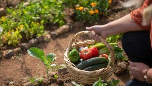 Impulsa tu proyecto saludable y recibe $25 millones: revisa cómo postular