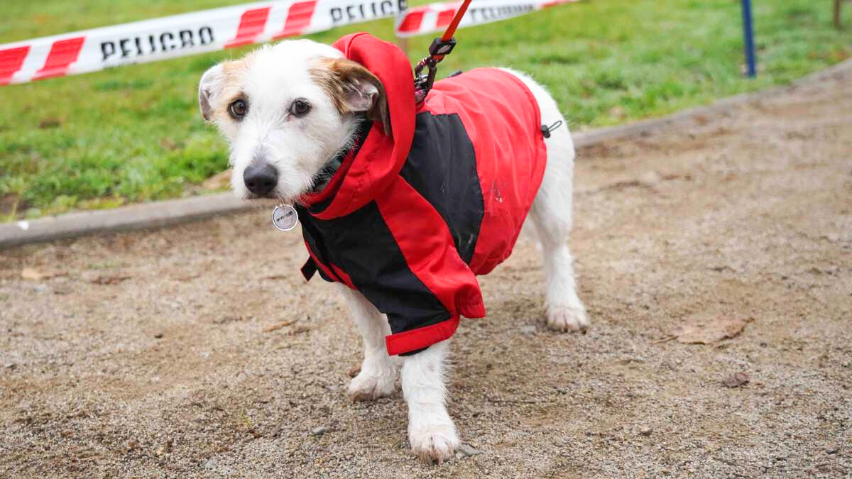 Permite ubicar a los dueños por WhatsApp: municipio entregará cinco mil GPS gratis para mascotas