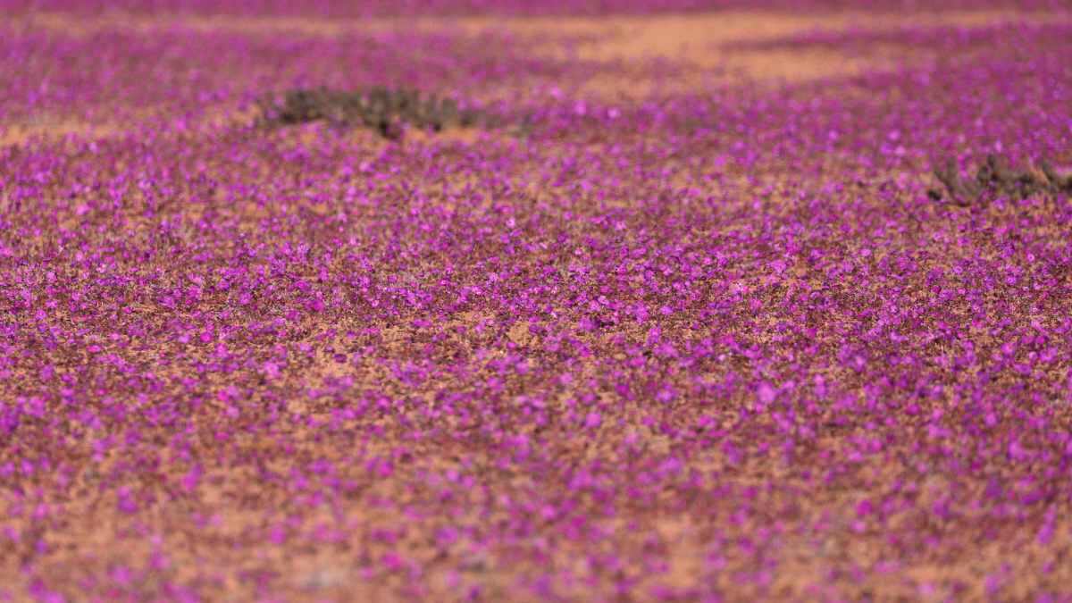 Desierto florido en Chile: ¿Cuándo comienza el espectáculo natural?