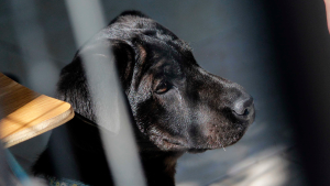 Ley Cholito: cómo participar en la consulta ciudadana para actualizarla