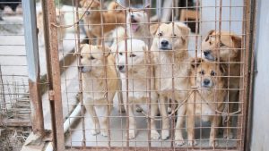 Mascotas: las víctimas silenciosas de las redadas antiinmigrantes de Trump en EEUU