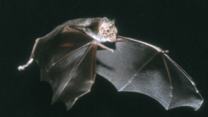 El insólito caso de escuela que tuvo que cerrar por plaga de murciélagos, ratones y larvas