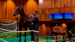 Ejemplar de Haras Don Alberto anota precio récord de US$ 4.1 millones en exclusivo remate de caballos fina sangre