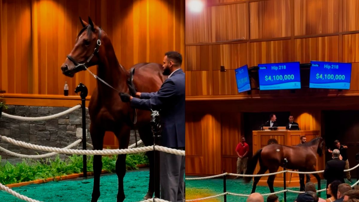 Ejemplar de Haras Don Alberto anota precio récord de US$ 4.1 millones en exclusivo remate de caballos fina sangre
