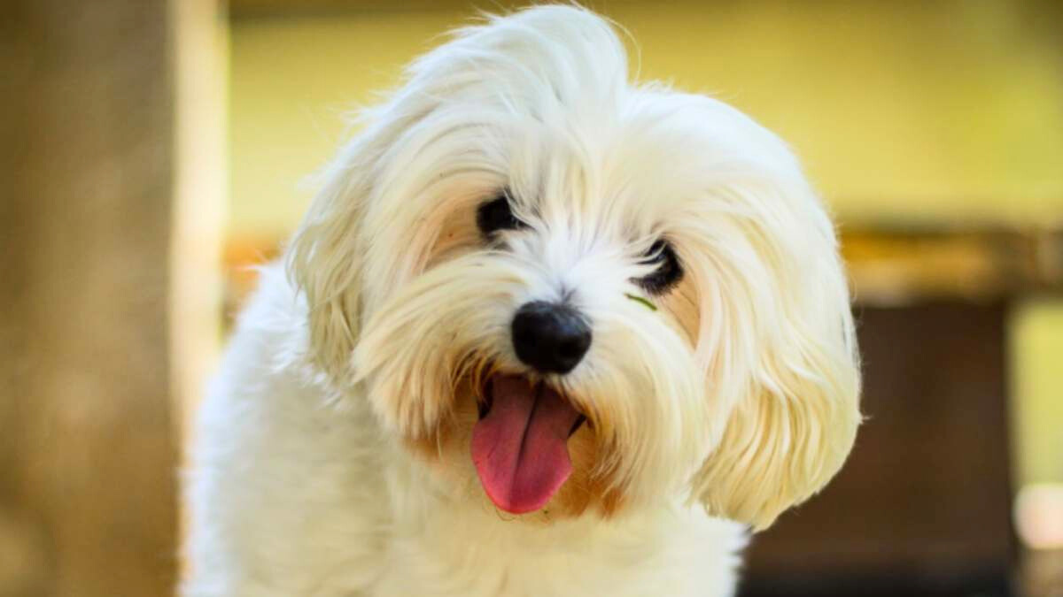 Atención gratuita y actividades para mascotas: dónde y cuándo se realizará la Expo Patitas