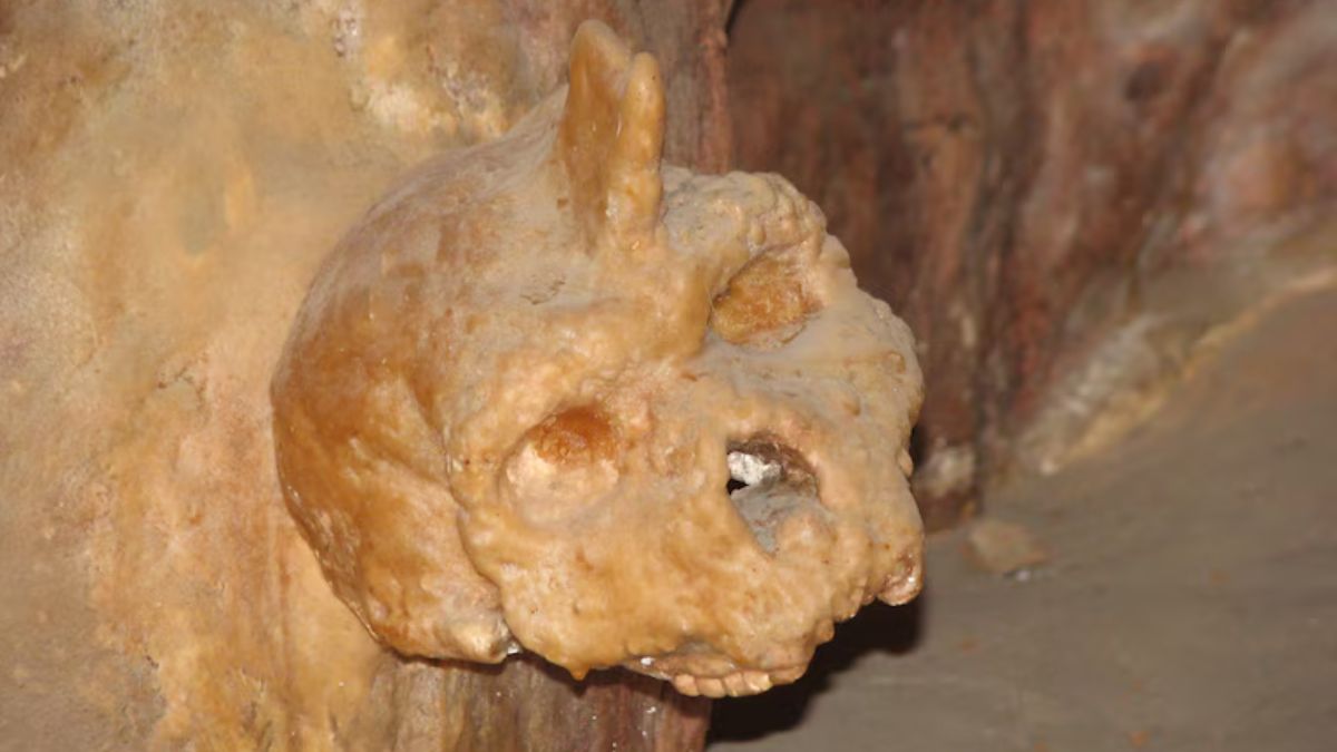 El misterio de la calavera encontrada en Grecia: no es humana ni neandertal y tiene 300.000 años de antigüedad