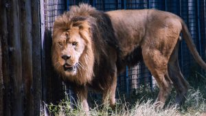 Polémica en Dinamarca: zoológico acepta mascotas indeseadas como alimento para sus depredadores
