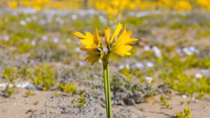 Chile arrasa en los World Travel Awards 2025 con cinco galardones