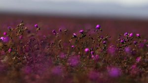 Habrá floración histórica este 2025: cuándo visitar el Desierto Florido en Atacama