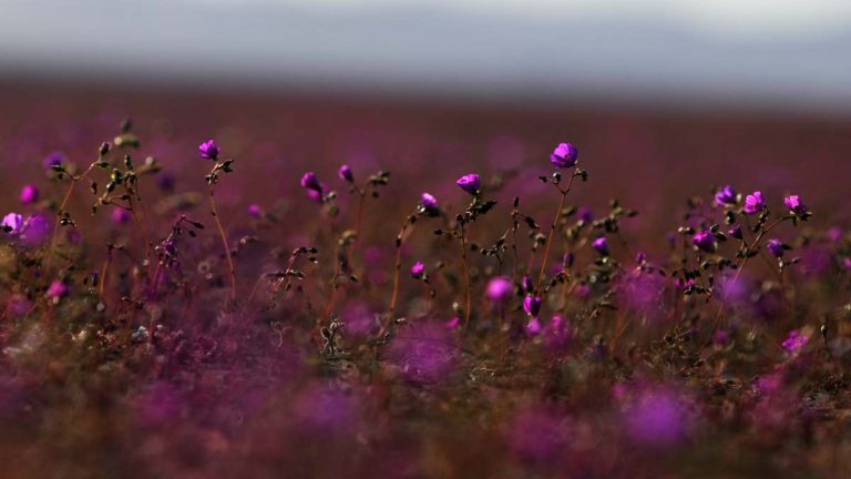 Habrá floración histórica este 2025: cuándo visitar el Desierto Florido en Atacama