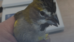 Dónde estaban ocultas las 50 crías de aves que Aduanas incautó en el Paso Los Libertadores