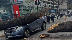 Caída de árboles por fuertes vientos: cuatro tips para detectar los que están en peligro de colapsar