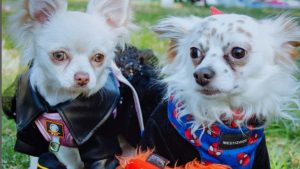 Cumpleaños y desfiles: la vida social de los Chihuahuas que marca tendencia en los parques de Chile