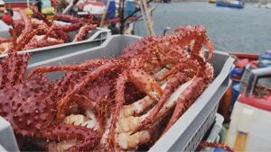 La burda coordinación en la colusión de la centolla: 