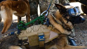 Drako, el perrito del Ejército que realizó su última Parada Militar