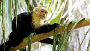 VIDEO - ¿Quién se hace responsable?: cómo se escapó el mono encontrado en un operativo narco