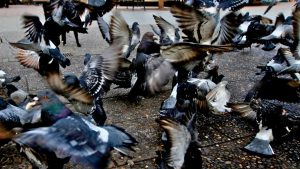 VIDEO - La denuncia en redes que tiene en la mira a cazadoras de palomas: podrían ser vendidas a restaurante a $1.000