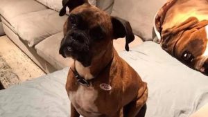 Registró a su perra como votante y su voto fue validado: mujer en California es acusada de fraude electoral