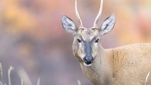 FOTOS - Inauguran el primer centro dedicado al rescate y cuidado de huemules en Chile