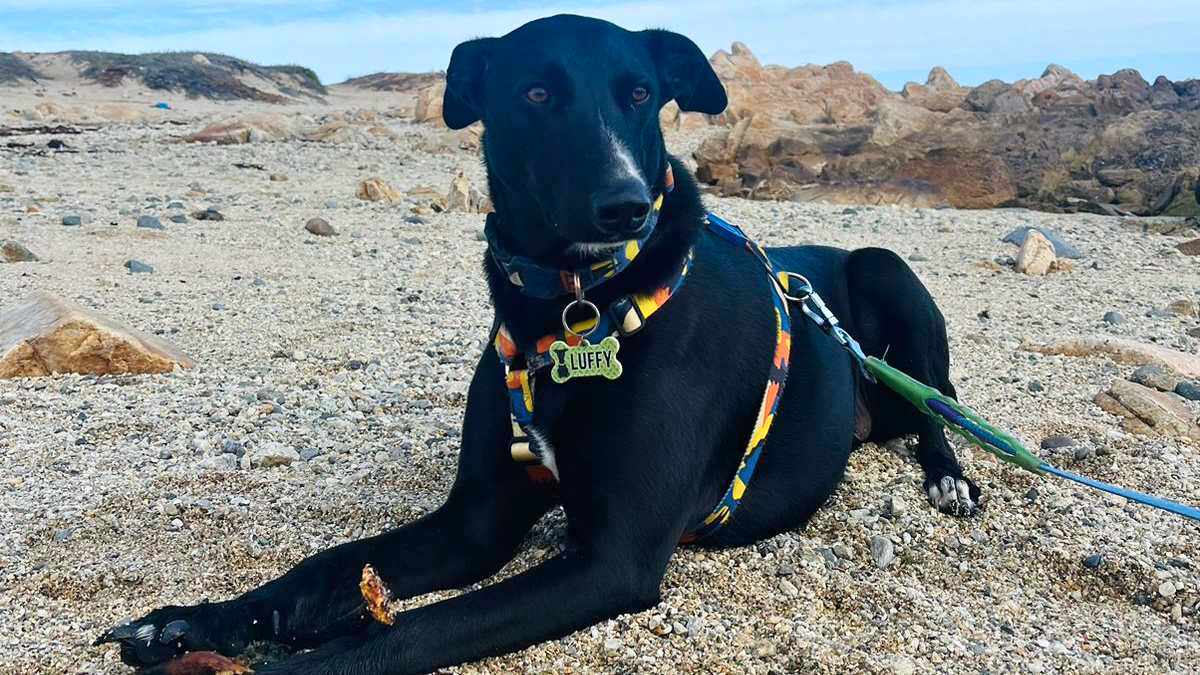 Cuidado compartido de mascotas: un nuevo desafío legal tras las separaciones de pareja