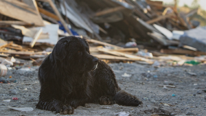 FOTOS - La otra cara del desalojo: el drama de las mascotas abandonadas en la toma Dignidad