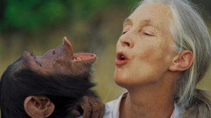 A los 91 años falleció Jane Goodall, la mayor experta mundial en chimpancés y líder ecologista