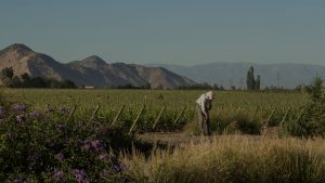 Viña Concha y Toro es reconocida con la categoría Gold de IWCA por su liderazgo en acción climática