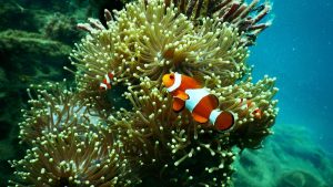 Crisis por cambio climático exige acciones inmediatas: primer punto de no retorno ya golpea a los arrecifes de coral