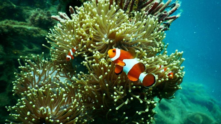Crisis por cambio climático exige acciones inmediatas: primer punto de no retorno ya golpea a los arrecifes de coral