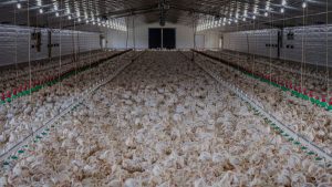 Por malos olores y ruidos molestos: SMA levanta cargos a planta faenadora Lo Miranda de Agrosuper