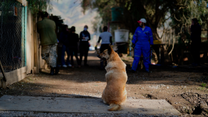 Desalojo de tomas: Contraloría urge que municipios prevengan abandono de mascotas