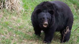 Inédita crisis en Japón: militares son desplegados ante masivos ataques de osos que han dejado 12 fallecidos