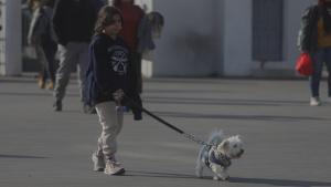 En qué consiste el permiso laboral por la muerte de una mascota que fue aprobado en la Cámara