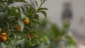 Los productos chilenos que ya no tienen aranceles de Estados Unidos