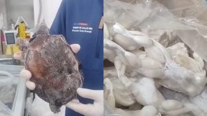 Vendían ranas, tortugas y patos congelados: las irregularidades por las que un supermercado chino fue clausurado en Santiago