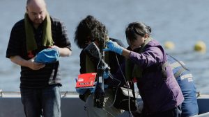 Problemas hepáticos, dermatitis y animales muertos: hasta cuándo estará cerrado el lago Vichuquén por toxicidad