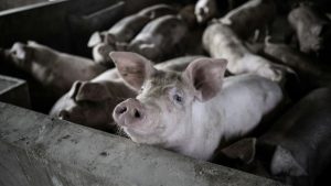 El motivo por el que Chile suspendió las importaciones de carne de cerdo desde España