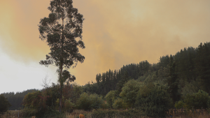 De la crisis a la oportunidad: un modelo de recuperación forestal para Chile