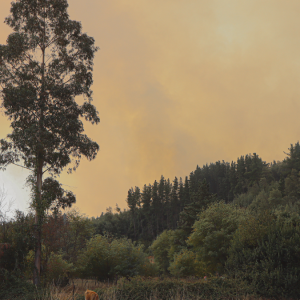 De la crisis a la oportunidad: un modelo de recuperación forestal para Chile