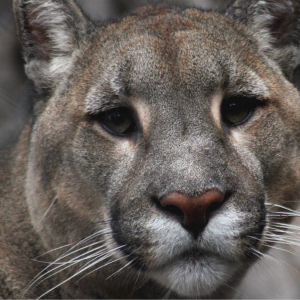 VIDEO - ONG ambientalistas denuncian maltrato y matanza de pumas en la comuna de Cochamó
