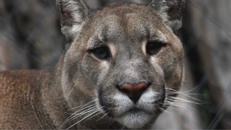 VIDEO - ONG ambientalistas denuncian maltrato y matanza de pumas en la comuna de Cochamó