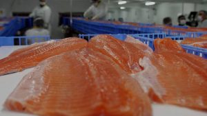 De condiciones laborales a daños ecológicos: las polémicas en torno a la industria del salmón en Chile